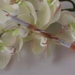 كحل بيج مي ناو